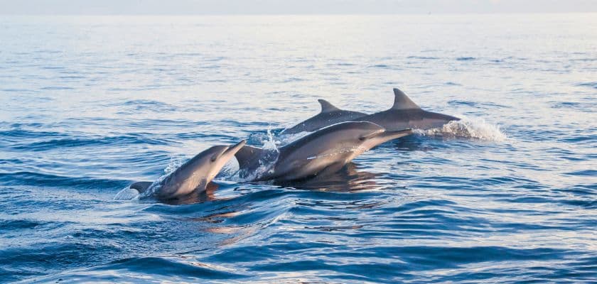 dolphins swimming and jumping in the ocean
