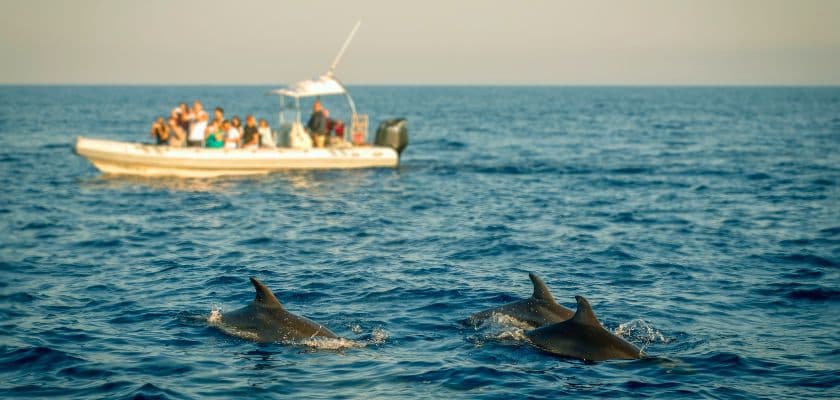Dolphins swim through the ocean near a boat filled with people watching from a short distance.